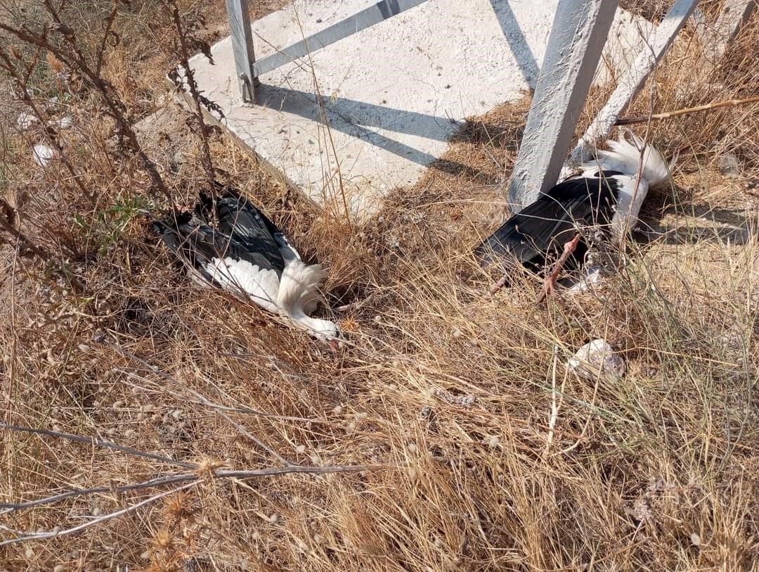 Avşa Adasında 2 günde 2 yangın çıktı