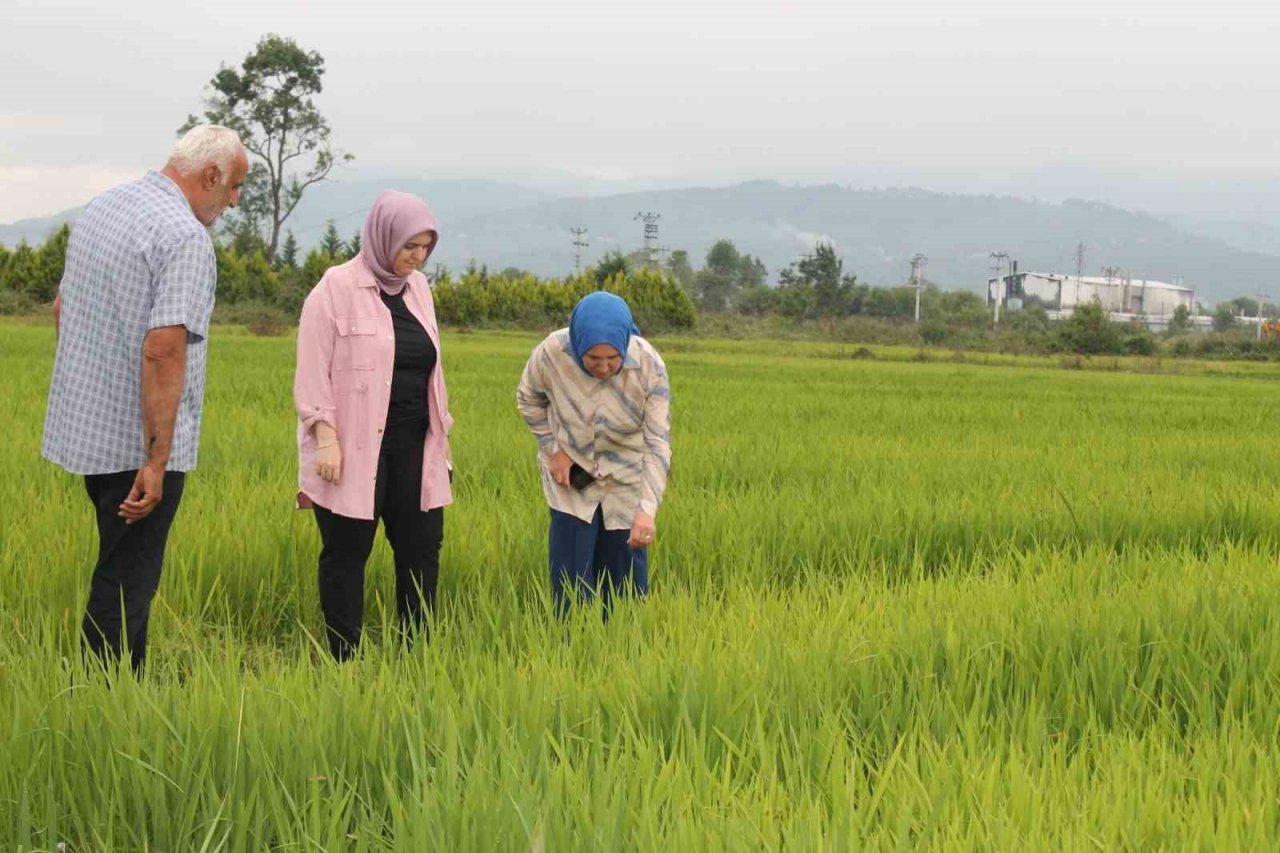 Konuralp pirincini tarlada inceledi