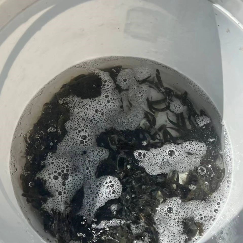 Kars’ta derelere alabalık bırakıldı