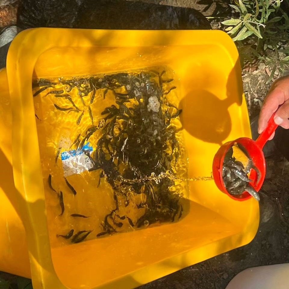 Kars’ta derelere alabalık bırakıldı