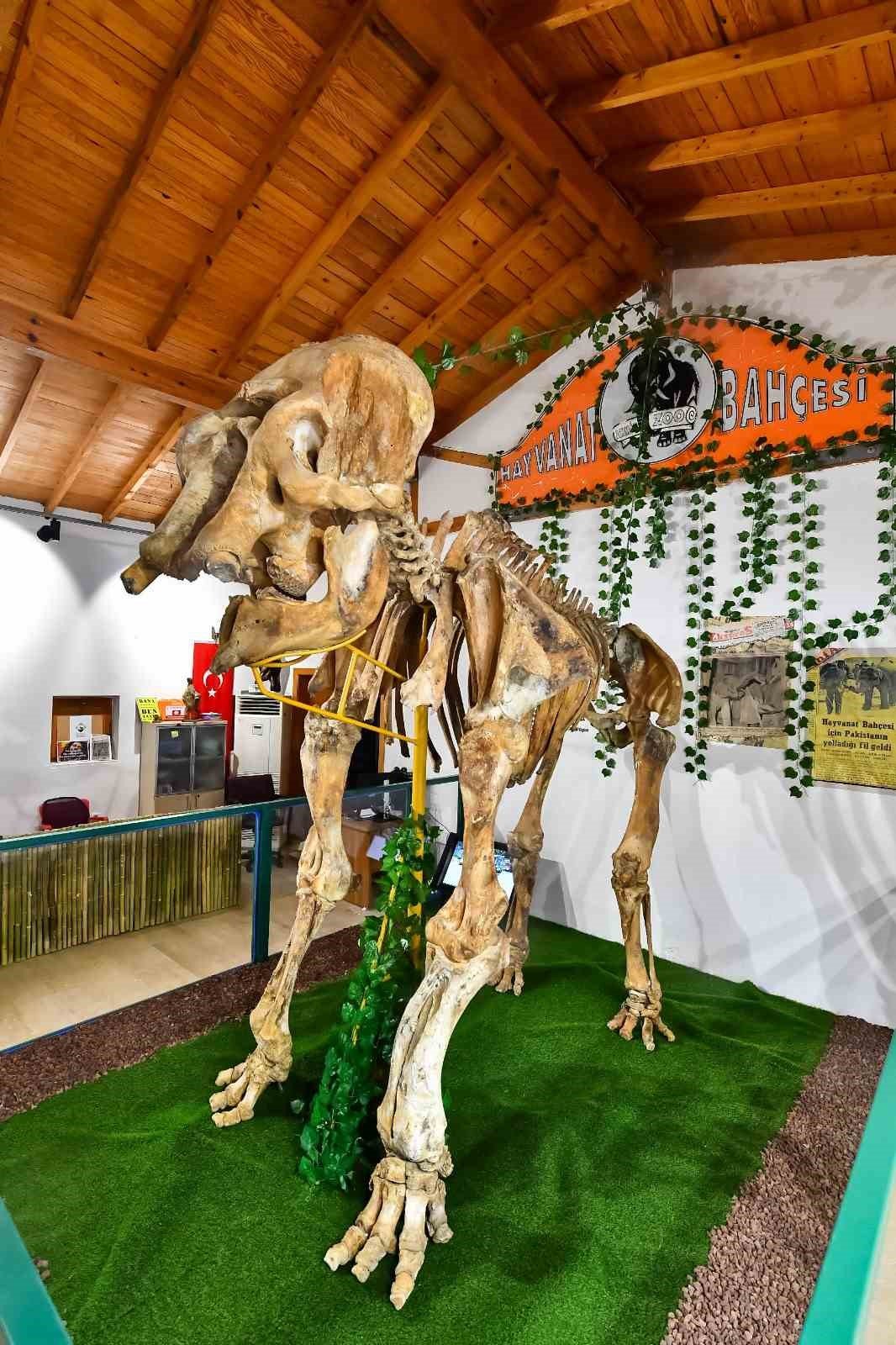 İzmir’in unutulmaz fili Pak Bahadır’ın iskeleti ziyaretçileri bekliyor