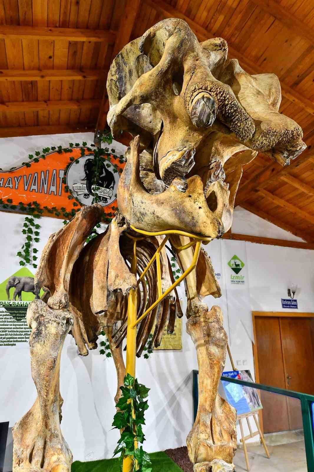 İzmir’in unutulmaz fili Pak Bahadır’ın iskeleti ziyaretçileri bekliyor