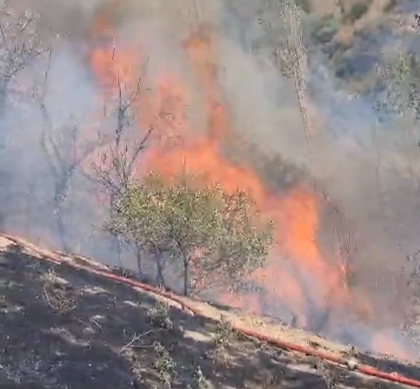 Arazi yangınında arılar telef oldu