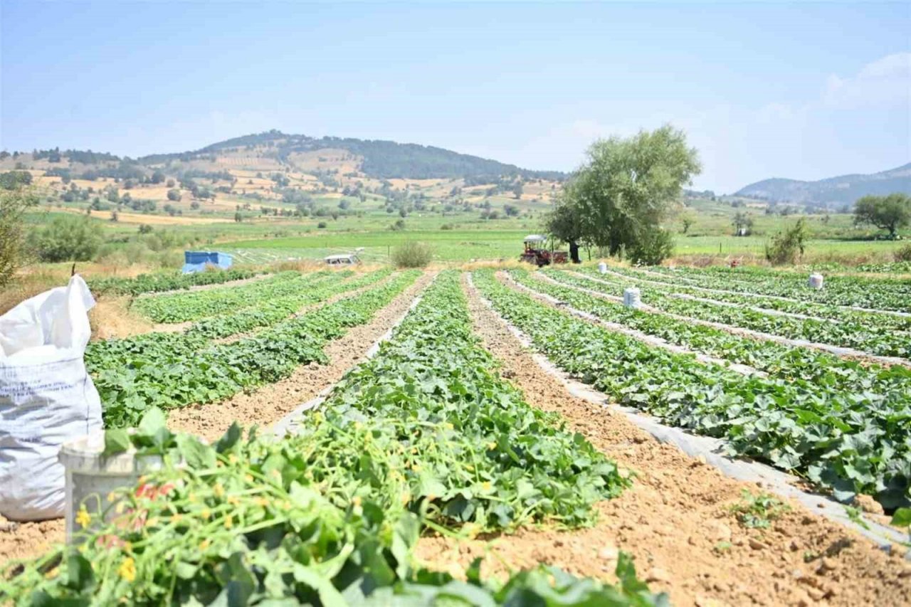 Kornişon salatası binlerce aileye ekmek kapısı oldu