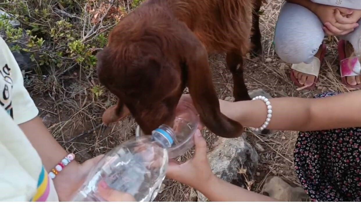 Aşırı sıcakta inek ve keçisini suyla serinletmeye çalıştı
