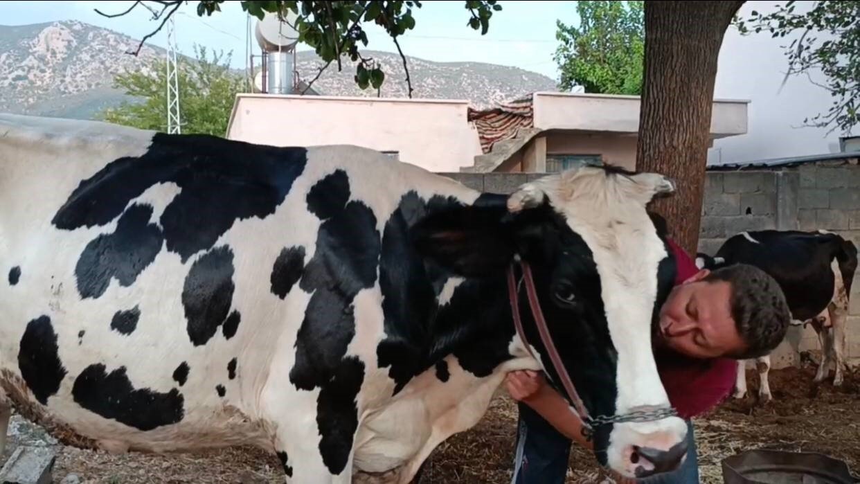 Aşırı sıcakta inek ve keçisini suyla serinletmeye çalıştı