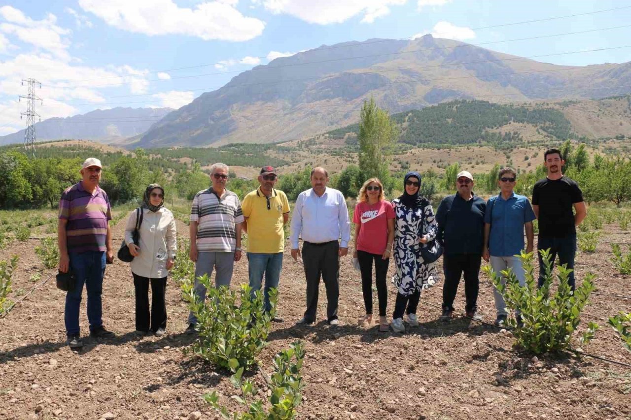 Erzincan’da ilaç ve gıda sanayisinde kullanılan aronya yetiştirilmeye başlandı