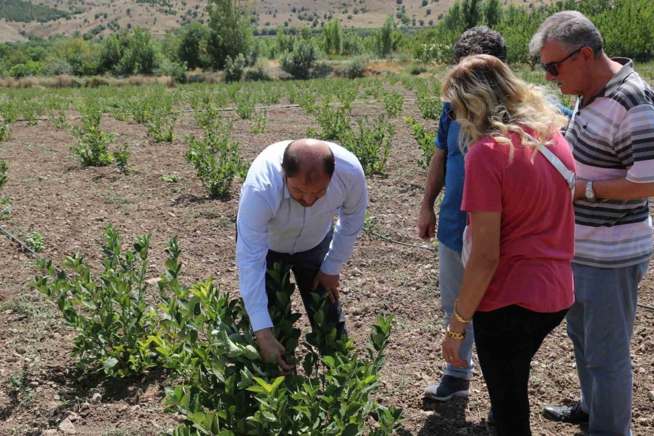 Erzincan’da ilaç ve gıda sanayisinde kullanılan aronya yetiştirilmeye başlandı