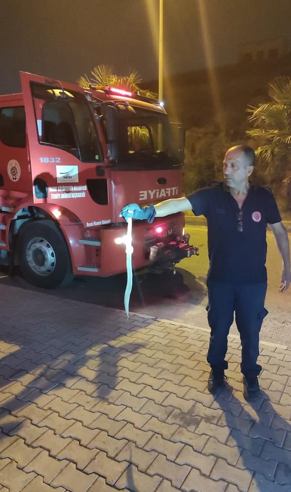 Yakalanan yılan doğal ortamına bırakıldı