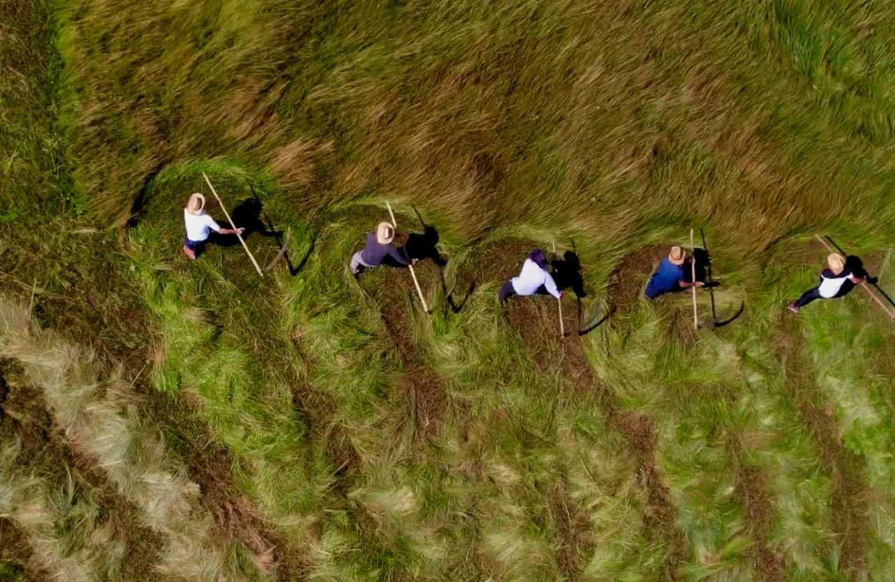 Tırpan ile ot biçme havadan görüntülendi