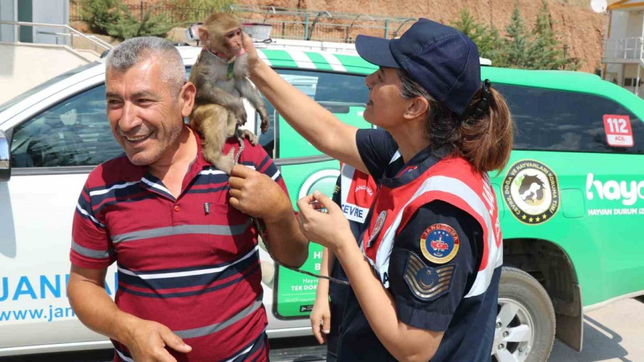Jandarma, denetim yaptığı otobüste "örümcek maymunu" ele geçirdi