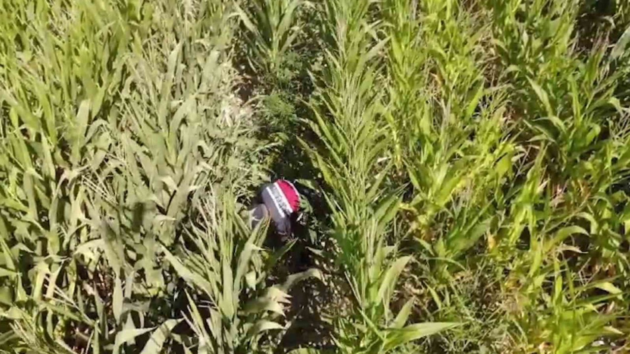 Jandarmadan mısır tarlasına "Dron" destekli uyuşturucu operasyonu: 2 gözaltı