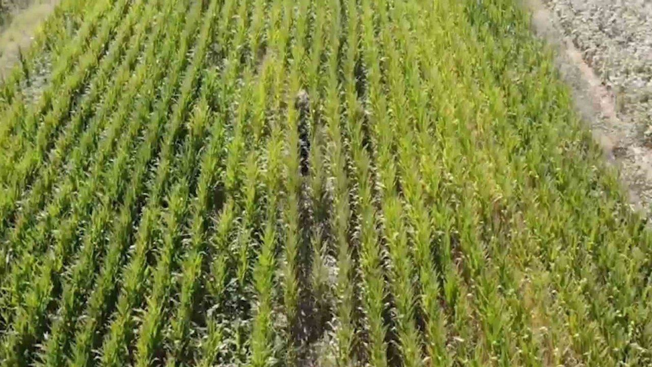 Jandarmadan mısır tarlasına "Dron" destekli uyuşturucu operasyonu: 2 gözaltı