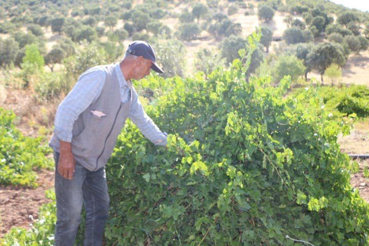 Mardin’de dördüncü kuşak üzüm yetiştiricisi yüksek rekolte bekliyor