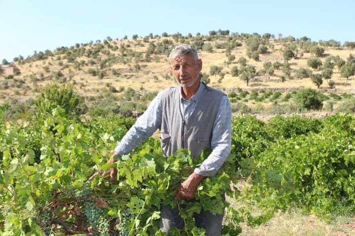 Mardin’de dördüncü kuşak üzüm yetiştiricisi yüksek rekolte bekliyor