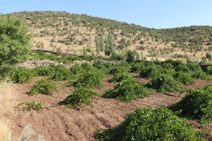 Mardin’de dördüncü kuşak üzüm yetiştiricisi yüksek rekolte bekliyor