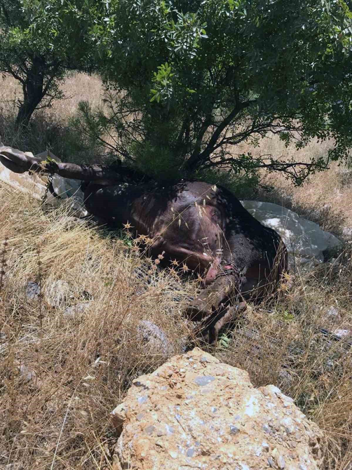 Ahır yangınında 2 büyükbaş hayvan telef oldu