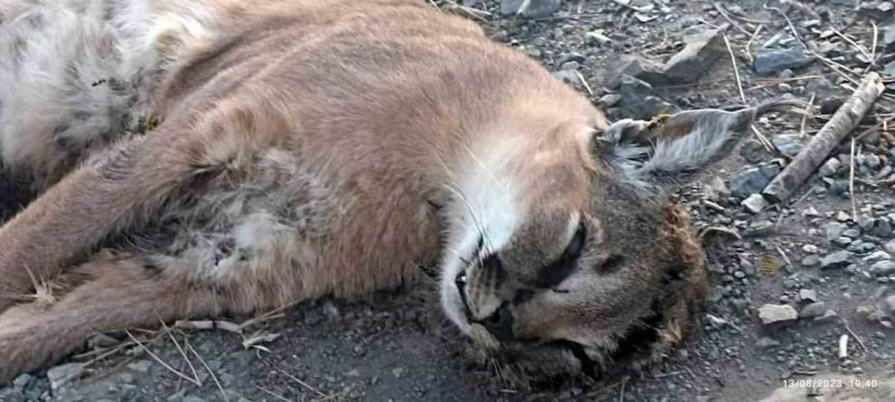 Kavaklıdere’de ‘Orman’ın hayalet Kedisi’ Karakulak ölü bulundu