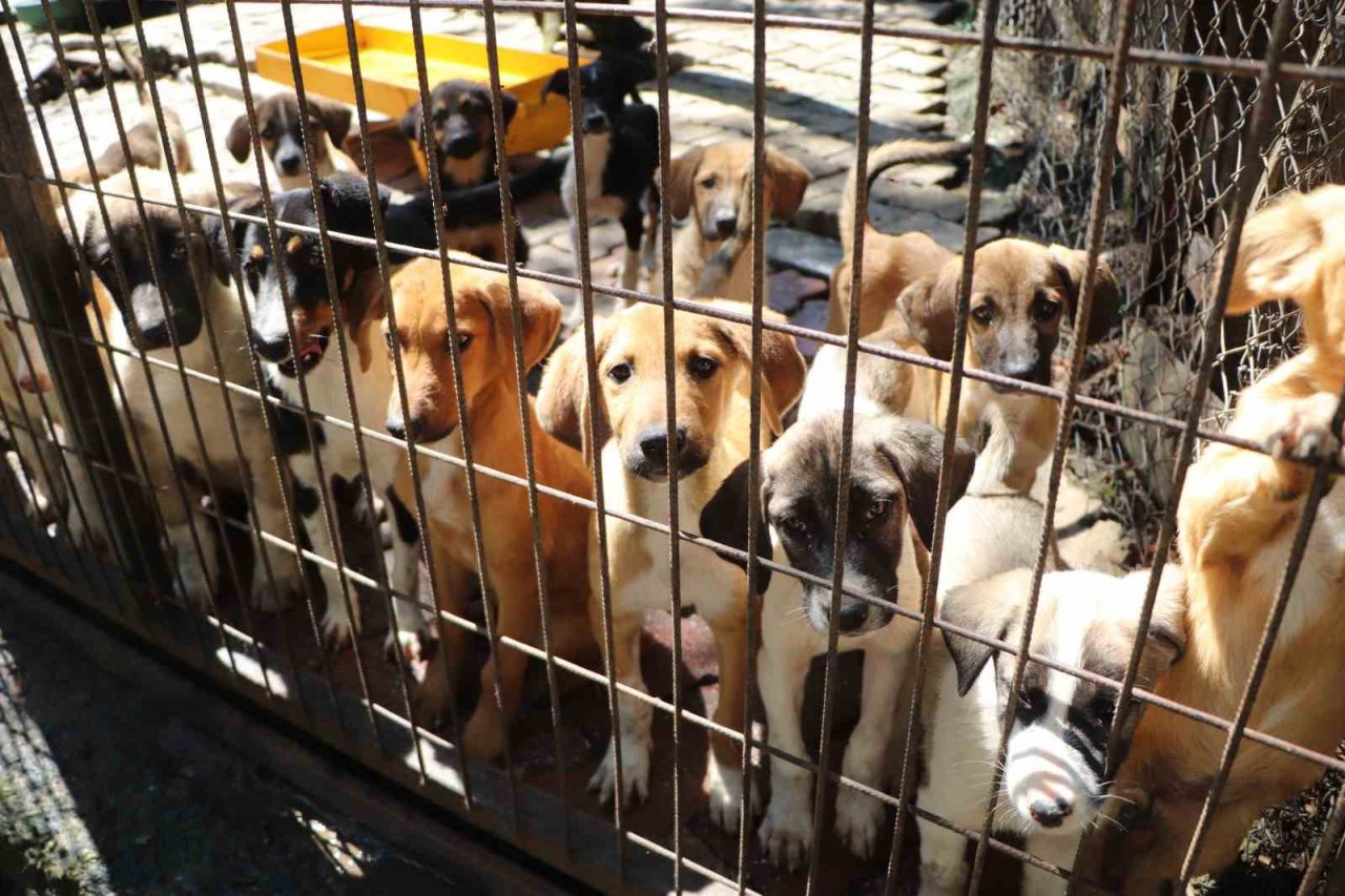 Bu merkezde 20 bin sokak hayvanı kısırlaştırıldı