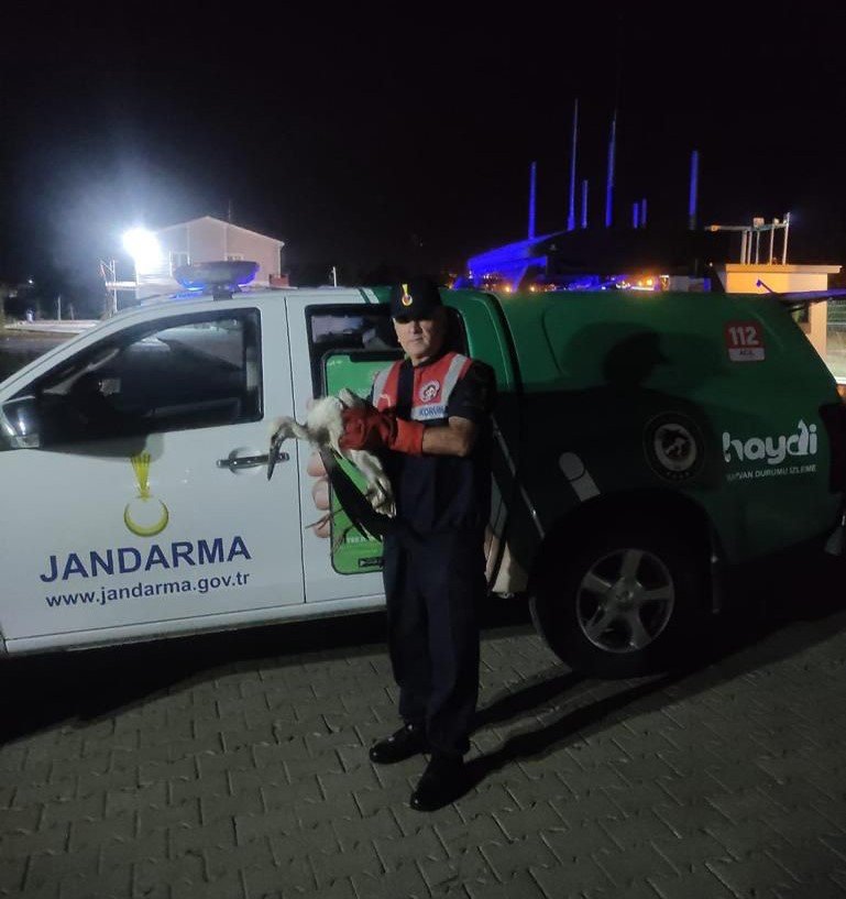 Yaralı leylekleri jandarma kurtardı