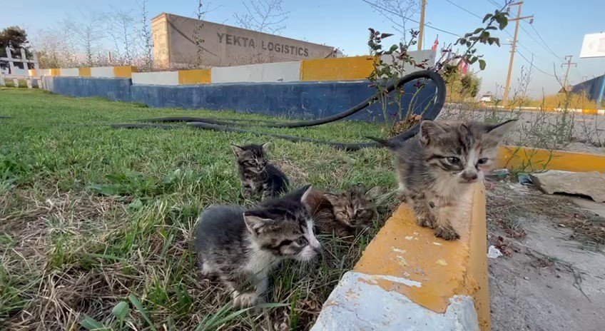 Mazgallara sıkışan kedileri itfaiye kurtardı