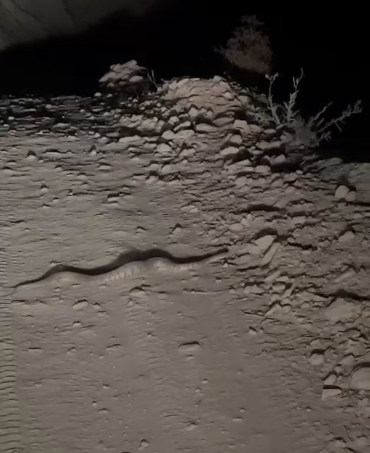 Yüksekova’da engerek yılanı görüntülendi