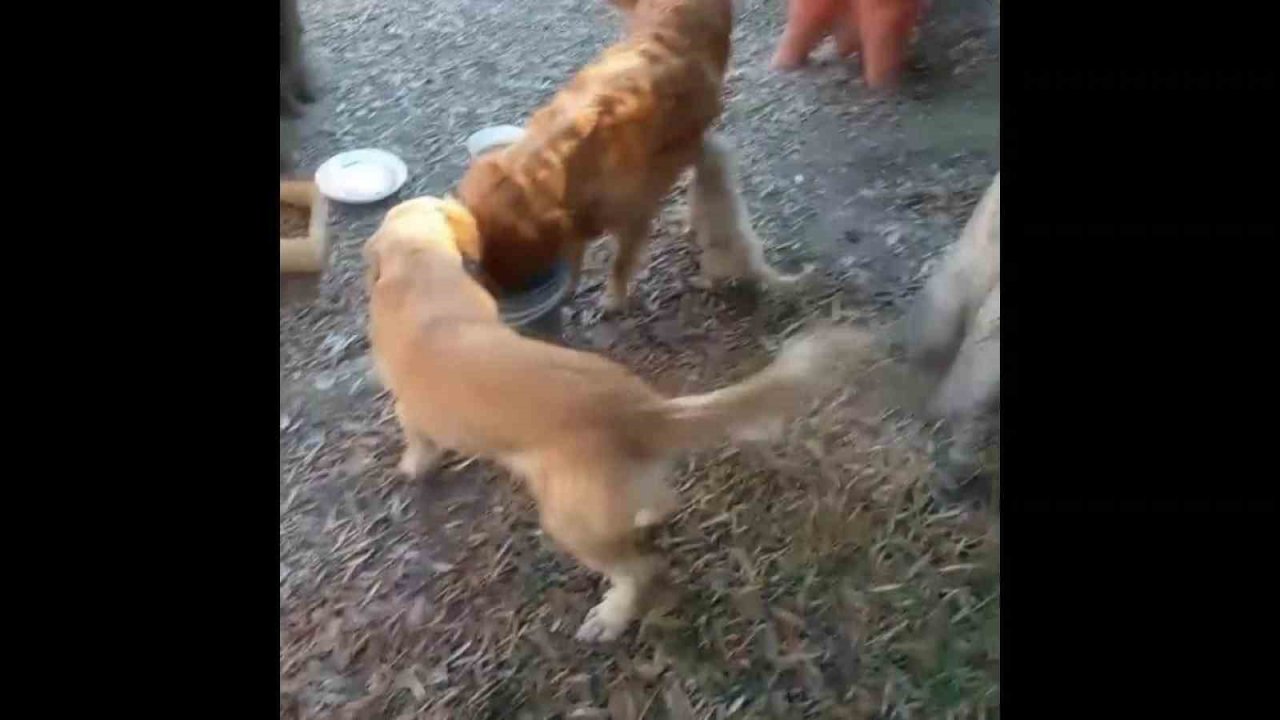 Tel örgüleri kesip yıllardır okulda beslenen 2 köpeği çaldılar