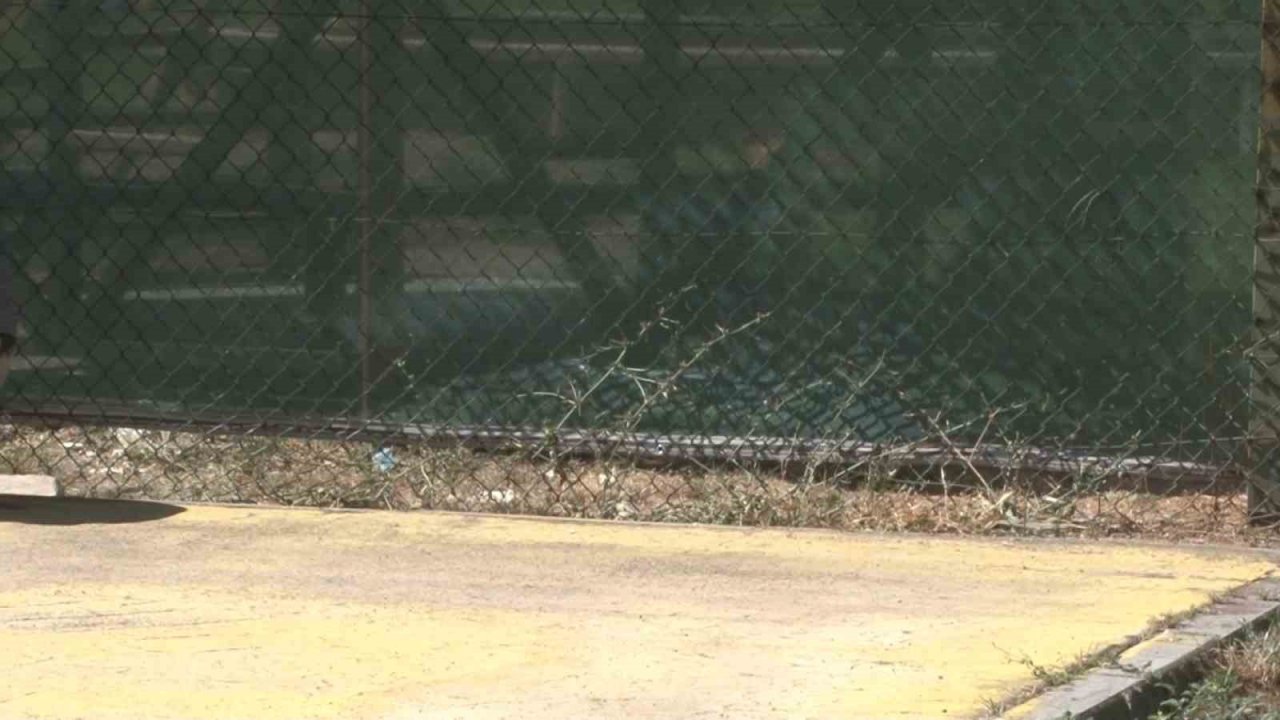 Tel örgüleri kesip yıllardır okulda beslenen 2 köpeği çaldılar