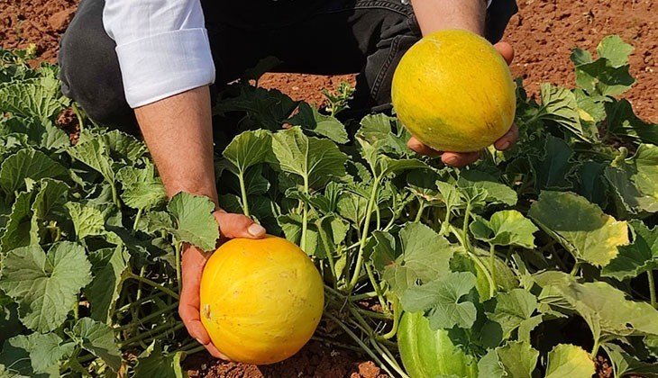 Ürünlerini domuzlardan boş tenekeyle koruyorlar