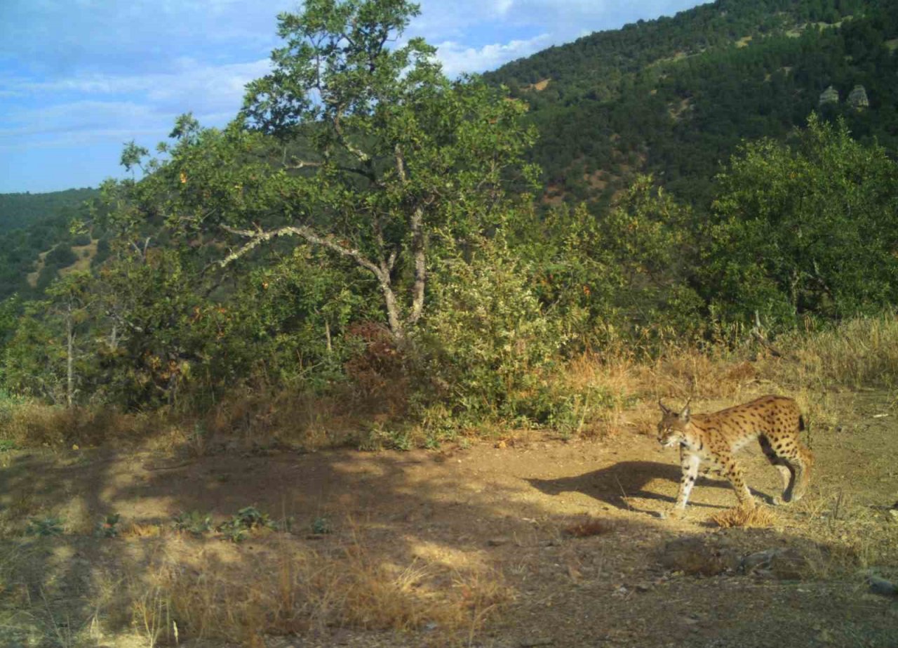 Eskişehir’in gizemli vaşağı böyle görüntülendi