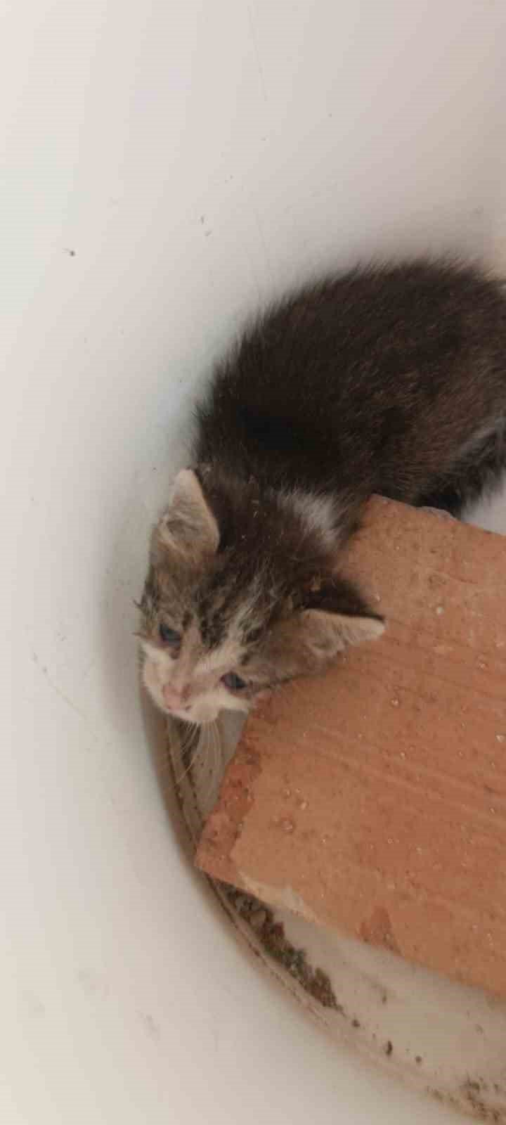 Havalandırma boşluğuna düşen yavru kedi kurtarıldı