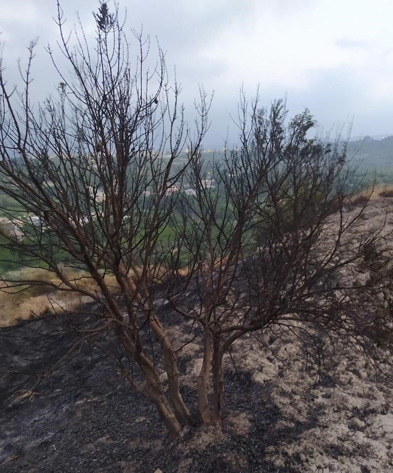 Bahçe yangını büyümeden söndürüldü