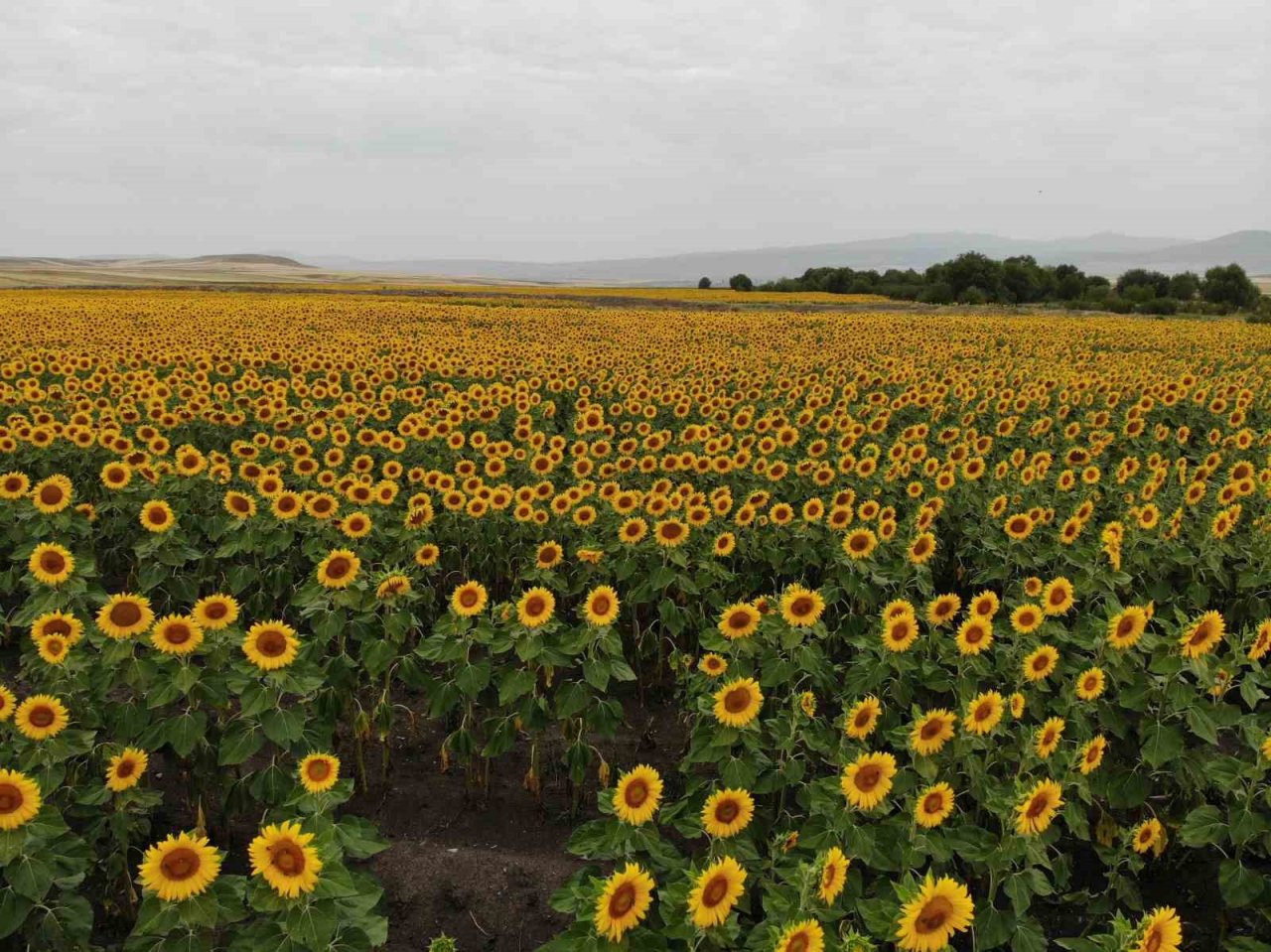Kars’ta tarlalar ayçiçeği açtı