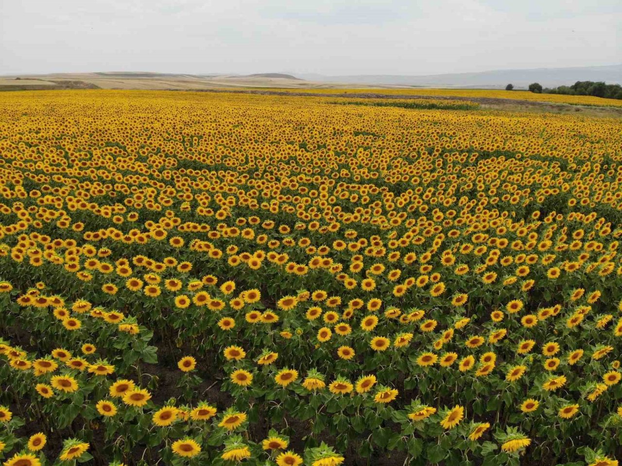 Kars’ta tarlalar ayçiçeği açtı