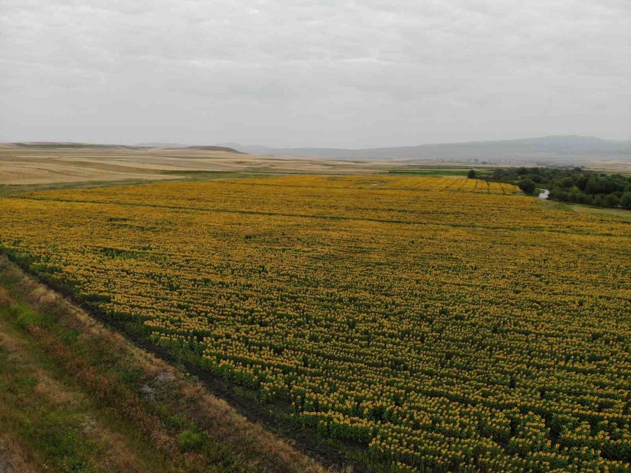 Kars’ta tarlalar ayçiçeği açtı