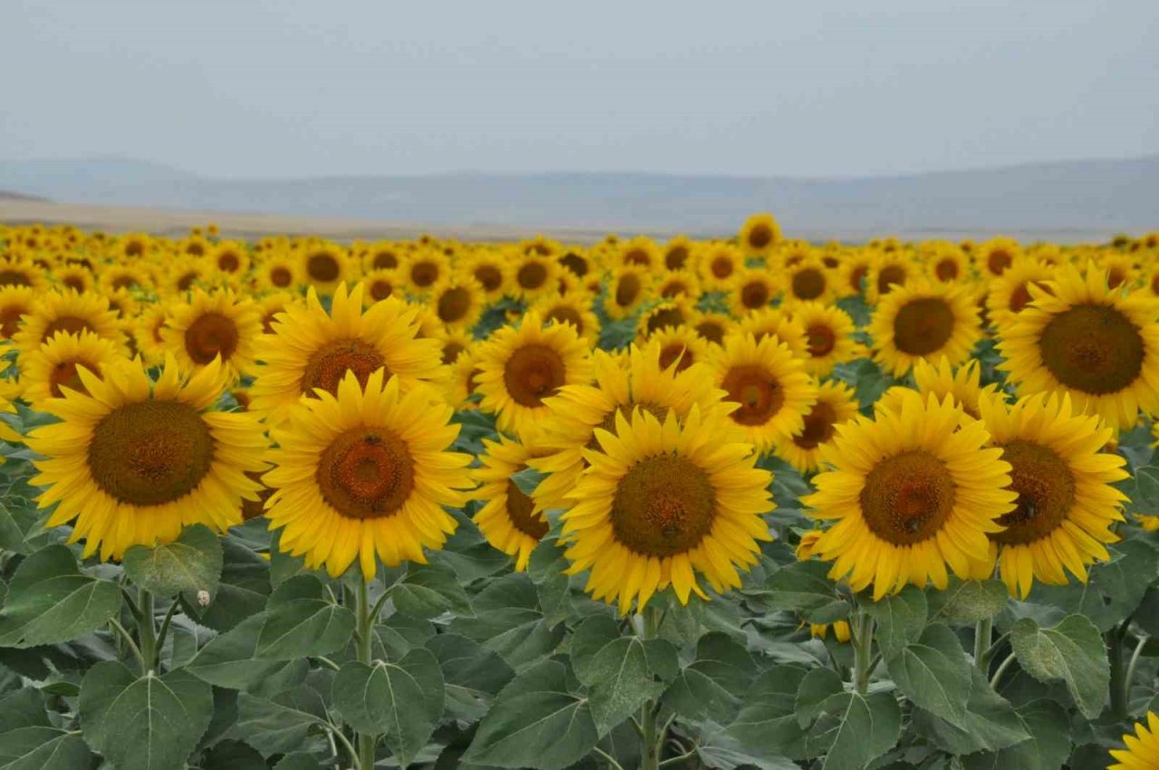 Kars’ta tarlalar ayçiçeği açtı