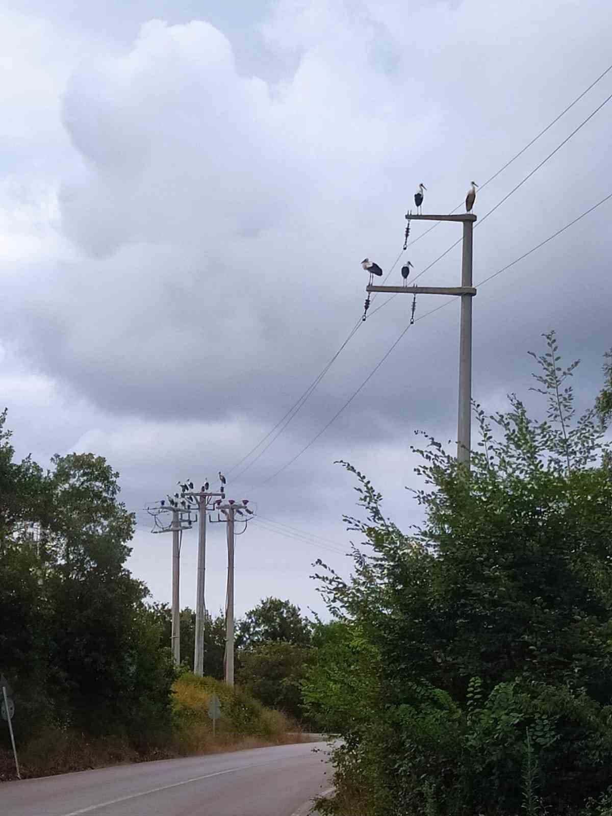 Elektrik direklerine konan leyleklerin akıma kapılmaması için seferber oldular