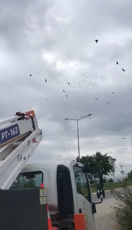 Elektrik direklerine konan leyleklerin akıma kapılmaması için seferber oldular