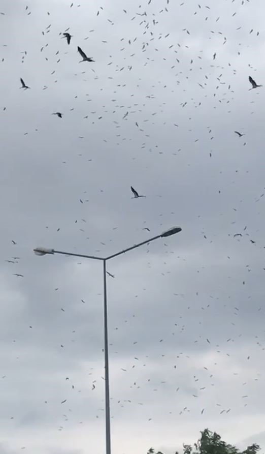 Elektrik direklerine konan leyleklerin akıma kapılmaması için seferber oldular
