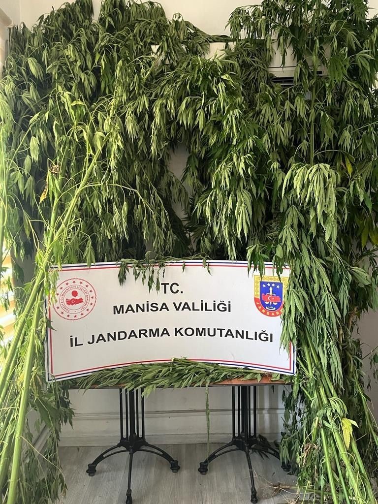 Manisa Jandarmasından kenevir ve esrar operasyonu
