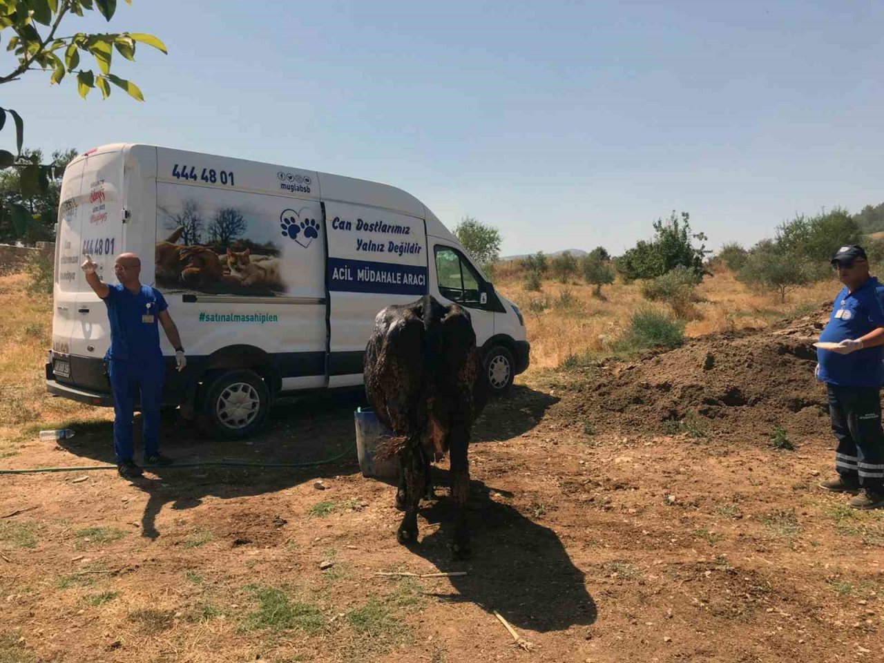 Yangından etkilenen hayvanlara tıbbi müdahale