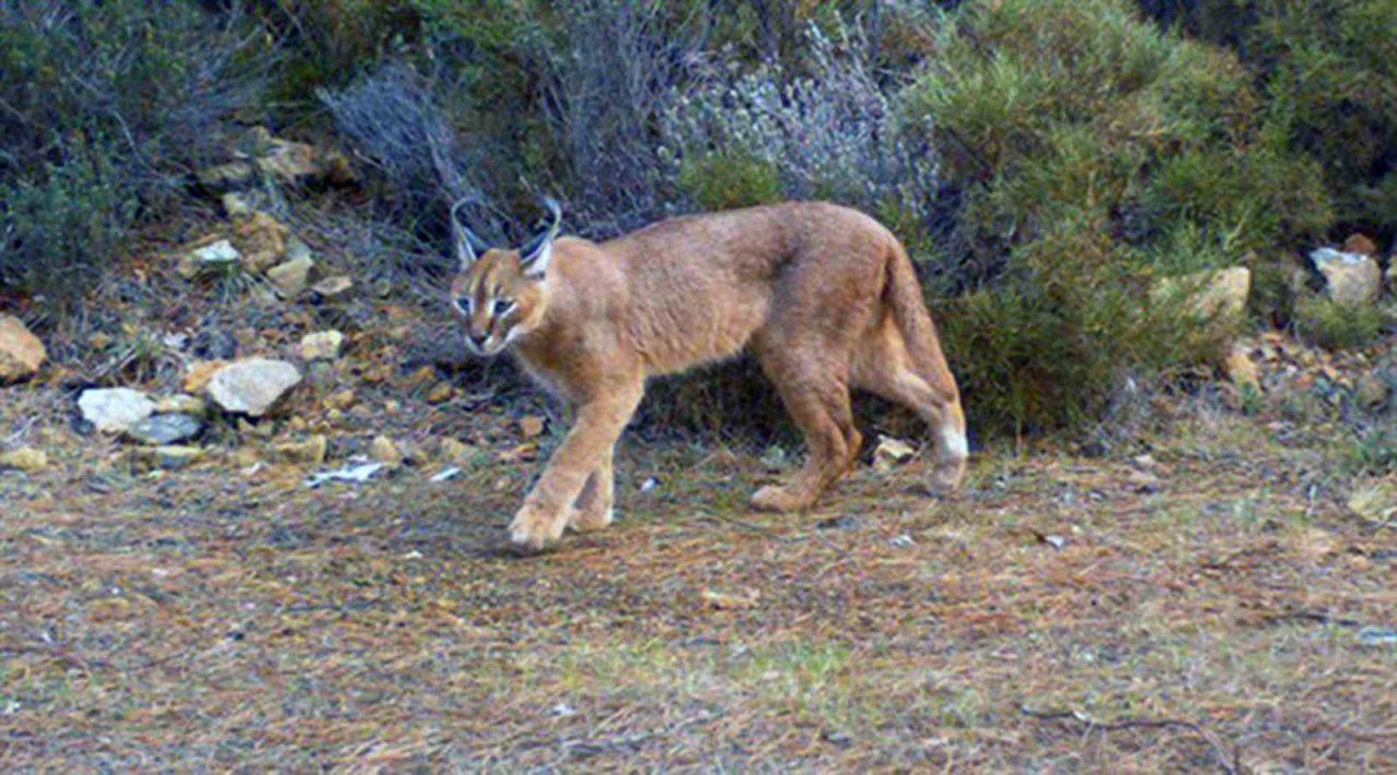 ‘Ormanın Sırrı: Karakulak’ Avusturya Doğa Filmleri Festivali’nde finale kaldı