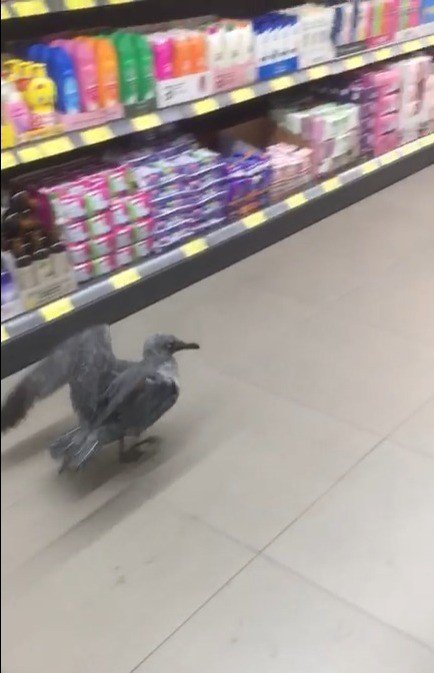 Markette davetsiz misafir