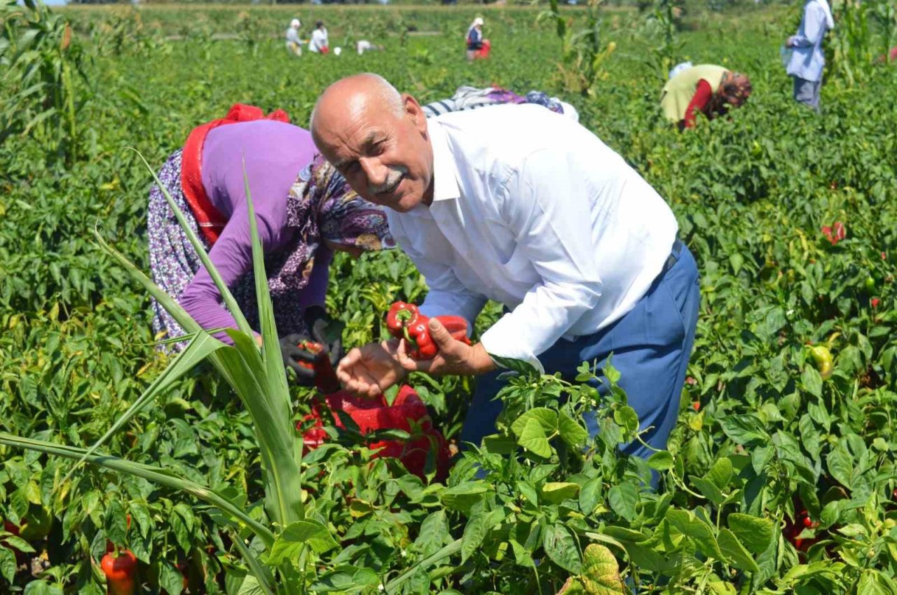 Bafra Ovası’nda kapya biber hasadı başladı