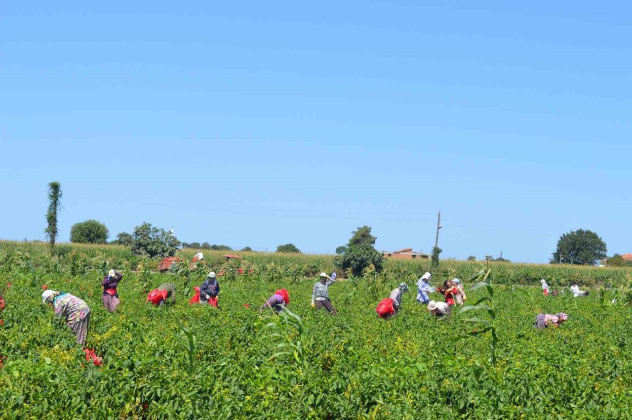 Bafra Ovası’nda kapya biber hasadı başladı