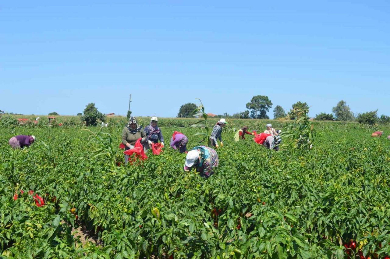 Bafra Ovası’nda kapya biber hasadı başladı