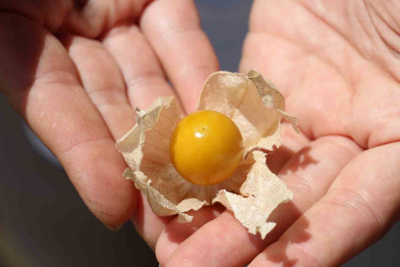 Faydaları saymakla bitmiyor, 250 gramı 50 TL’den satılıyor