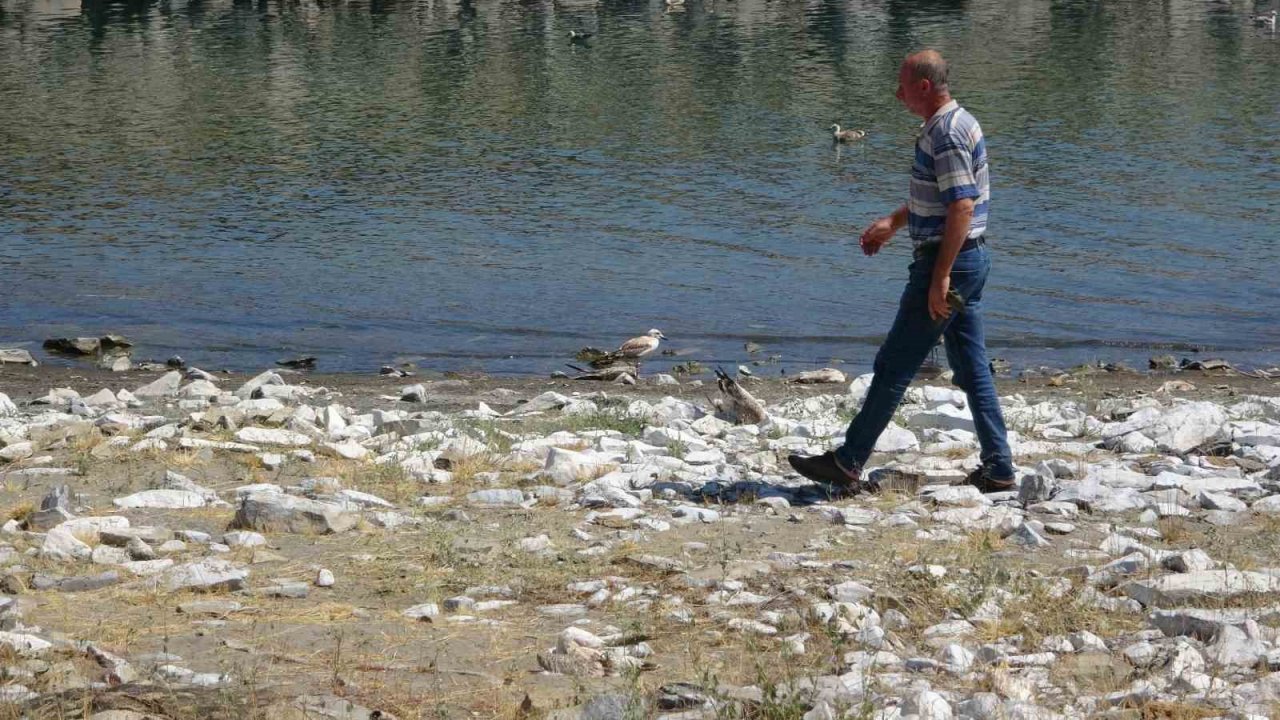 Van Gölü’nde acı fotoğraf: Binlerce martı öldü, binlercesi de ölümü bekliyor