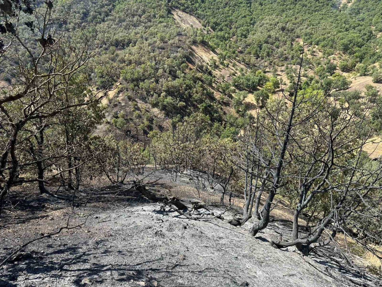 Bingöl’de 2 gündür süren yangın büyük oranda kontrol altına alındı