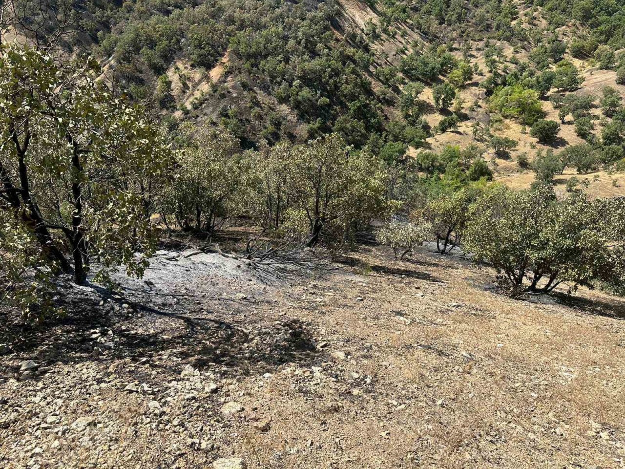 Bingöl’de 2 gündür süren yangın büyük oranda kontrol altına alındı